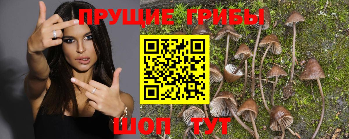 Галлюциногенные грибы Cubensis Валуйки
